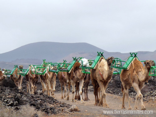 Camellos Lanzarote