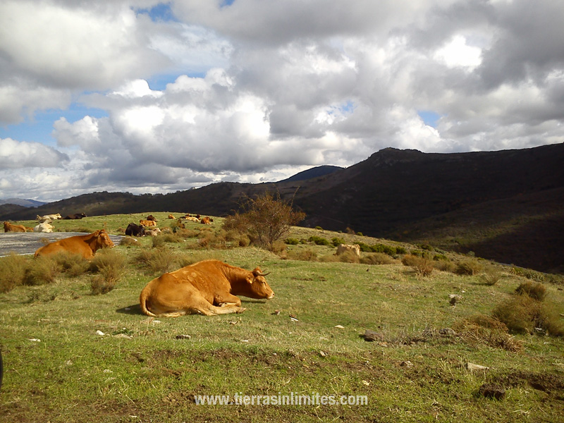 Las vacas en el Puerto de La Hiruela