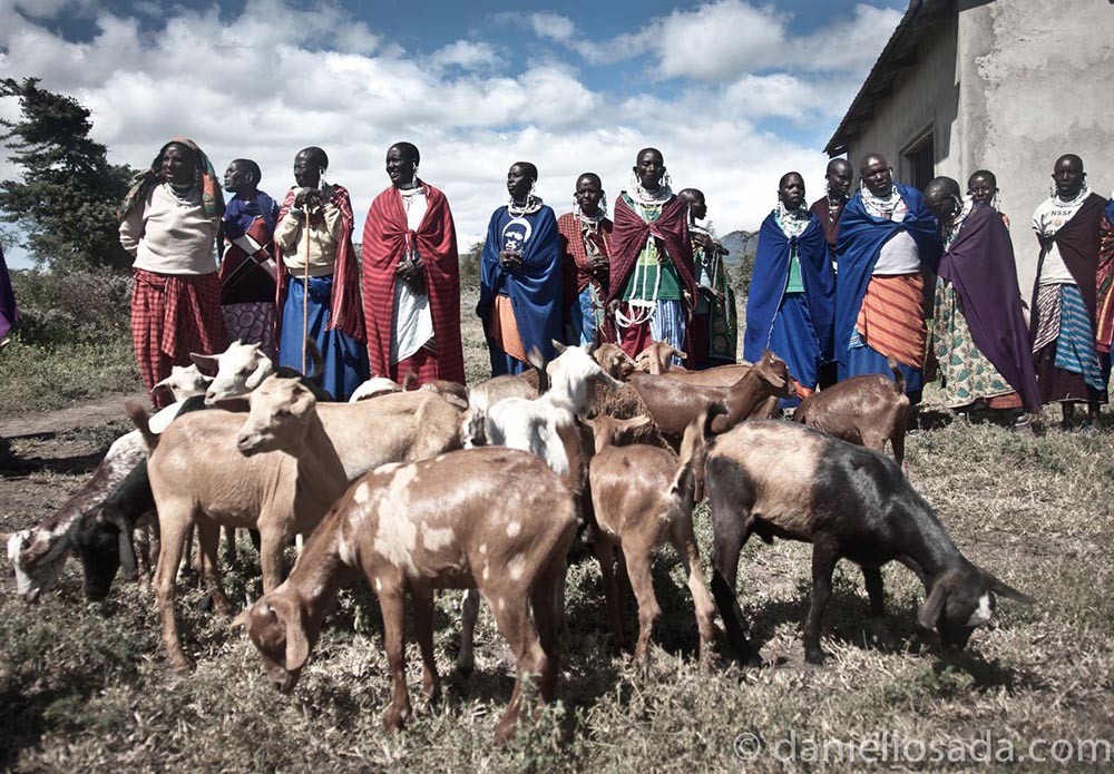Las mujeres de una aldea masái tanzana con sus cabras